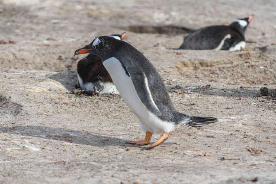 Pingüino Papua o Gentoo - islas Falkland o Malvinas 34.jpg